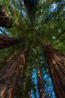 Redwood Canopy